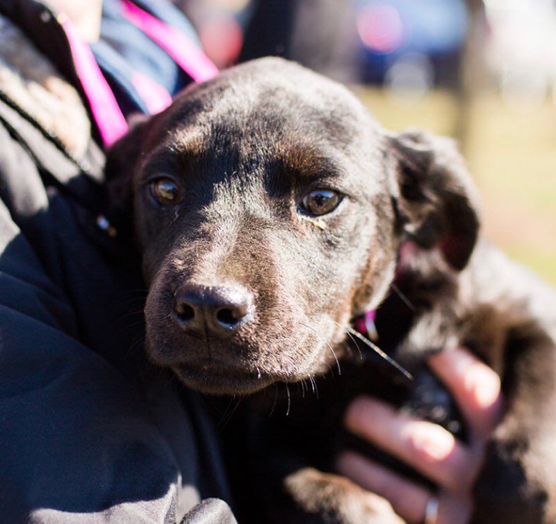 E pup Ebony.jpg